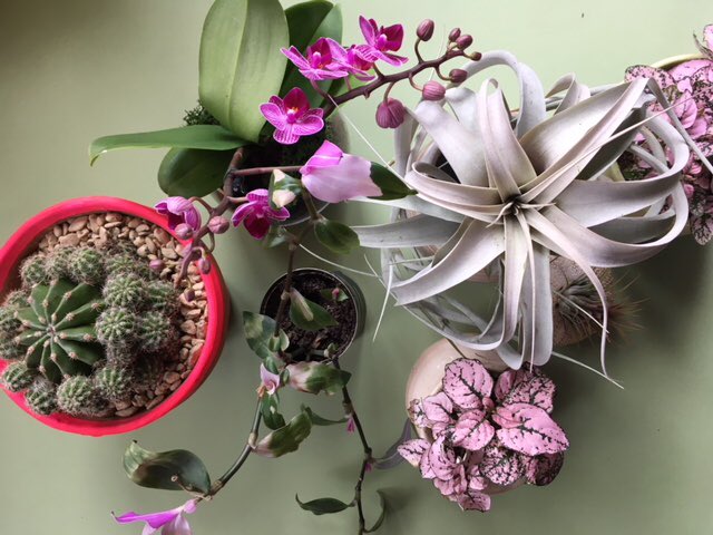 SomCollective's tweet photo. New to the Collective @planty_kate sells houseplants in handmade pots and repurposed Lino print tins. She also sells beautiful cards and silk screen prints, which are plant inspired. All perfect for Spring! #thesomersetcollective #atthechapelbruton #plantykate #springpopup ๐๐ฟ๐ https://t.co/YsX8DKI5gH
