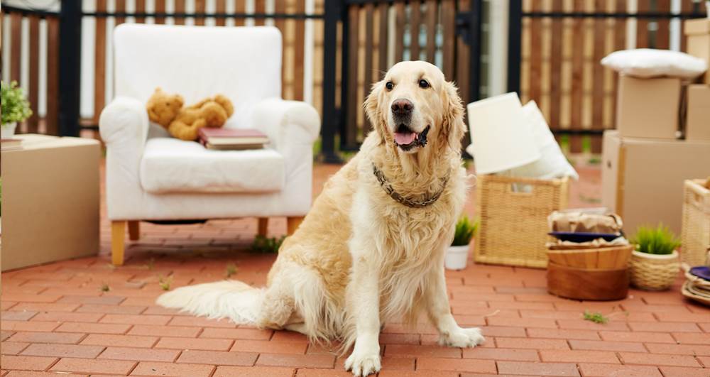 ASPC_UK's tweet photo. Here's some tips to keep everyone out of the dog house when selling your home as a pet owner: https://t.co/84dhr8LdIr https://t.co/tWHinD0pdv