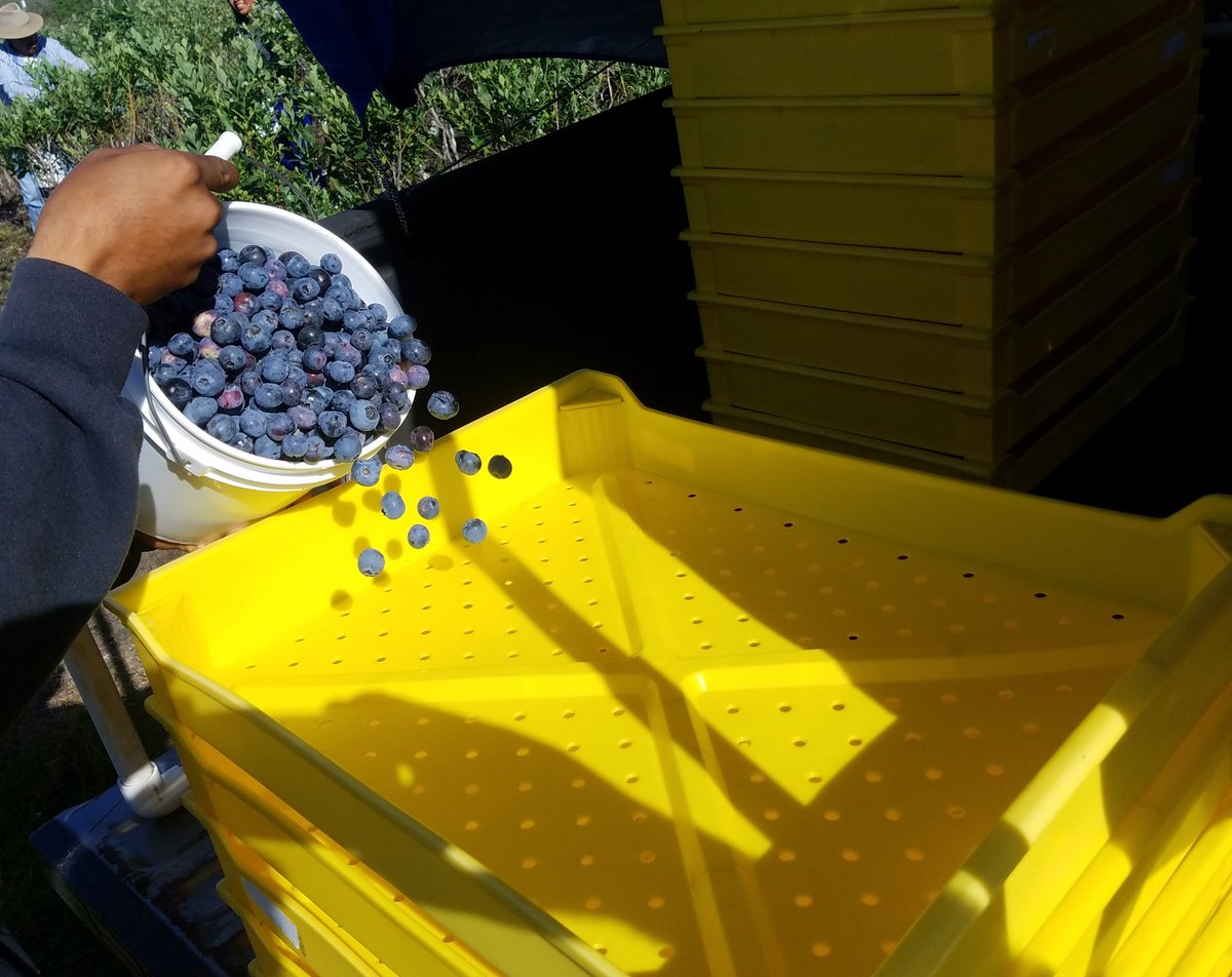 FrostyBlueFarms's tweet image. First bucket of blueberries 2018 season. Buy direct from our family farm or from who's farm at the retail store?