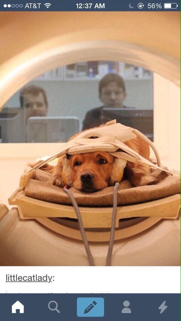 kharl_bernard's tweet photo. Doing a CAT scan, on a DOG. Whahahaha #RadTechKnows https://t.co/896suPg9mP