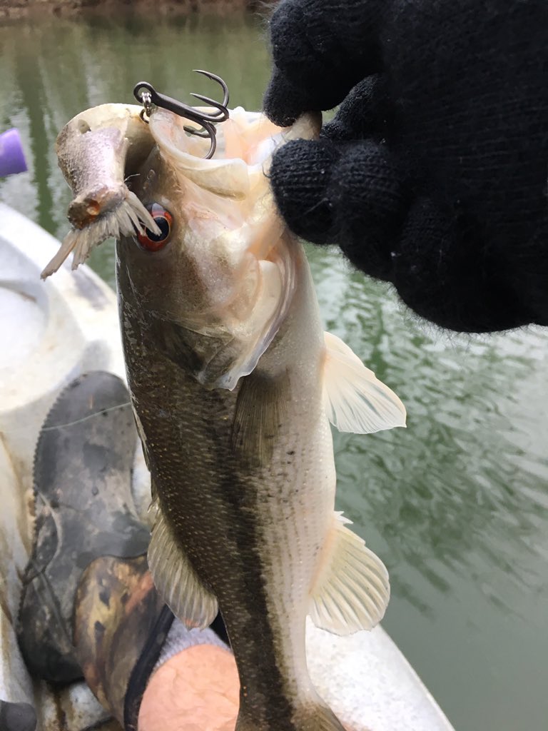 Stuck w/topwater this morn despite water in low 50's.Bullshad Wake Shad brought w/babies n good bass also.Windy as h---... but good 2 get out!