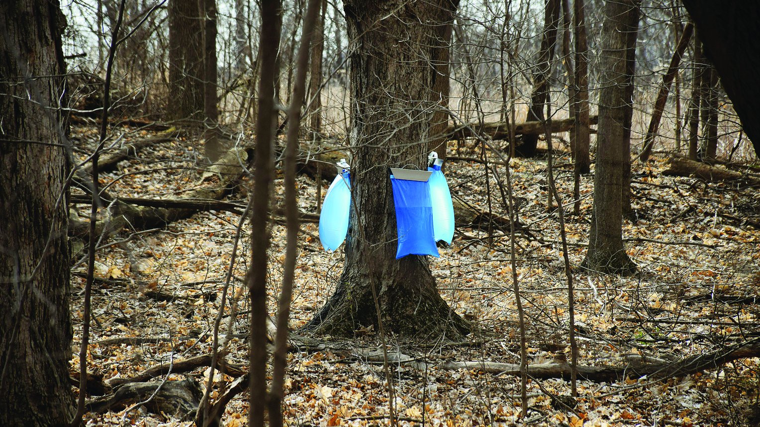 Ya Id Tap That Weird Blue Bags On Missoula Trees Explained