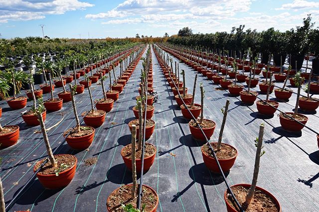 Plantasmedi's tweet photo. Nuestros olivos mini cuenco comienzan a mostrar las primeras hojas...😍 Our olive trees mini bowl start  to show the first leaves...🌱😎 #PlantasMediterraneas #ViveroPlantasMediterraneas #produccion #olivetree #olivos #vivaio #nursery #pepiniere #paisaj… https://t.co/EP2FVKWPZV https://t.co/8ZAIissk2v