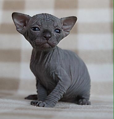 Be Comment Faites Vous Pour Dire Que C Est Moche Les Sphynx Be Comment Faites Vous Pour Dire Que C Est Moche Les Sphynx