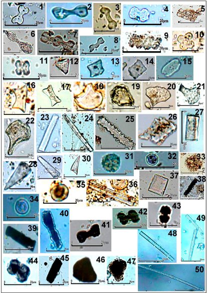 iseaarchaeology's tweet photo. #Phytolith and #diatom #research at #Ban #Non #Wat and #Nong #Hua #Raet in northeast #Thailand by Kanthilatha et al. (https://t.co/EnxQNabvWq)! Highlights contributions of #microbotanical analyses for understanding site occupation, #agricultural #exploitation & early #rice! https://t.co/txuJvBoZFJ