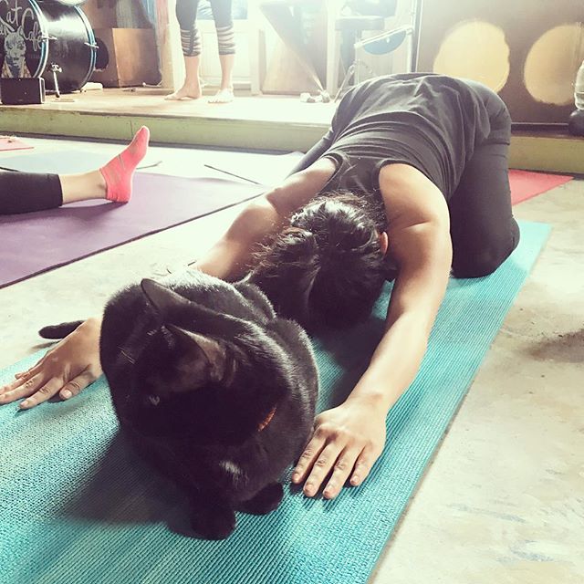 BlueCatCafe's tweet photo. Kitty yoga every sunday meowrning ! check out our facebook page to buy tickets. 📷: @__danielle__marie https://t.co/1feubRM8QM