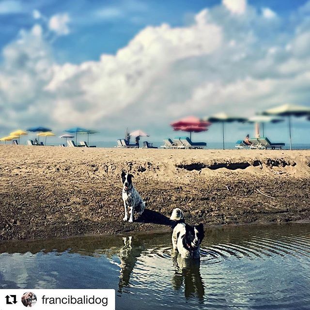 ILoveBaliDogs1's tweet photo. #Repost @francibalidog ・・・
Getting ready for #mealtime #onthebeach 🏖
@ilovebalidogs #savebalidogs #beach #bali #dogs #kutabeach #beachlife #balilife #beachlove #doglover #itsabeautifulday #adoptdontshop #dogsofinstagram #rescuedogsofinstagram #strayl… https://t.co/yoSkDjpjBW https://t.co/vJwM48cRTc