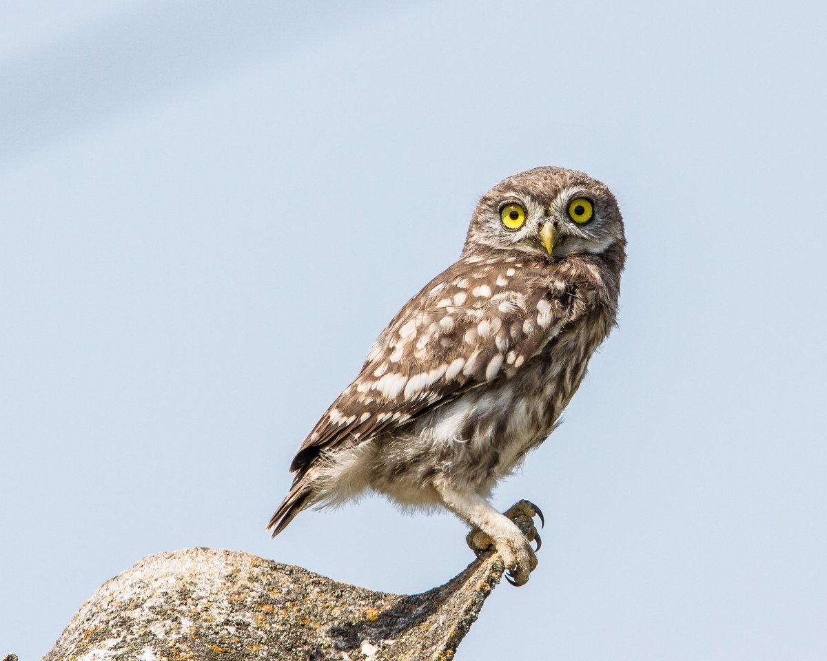 TheWildWatch (@thewildwatch) on Twitter photo Tell us if you have seen or heard an owl in Niddderdale AONB! We are collecting data on barn, tawny, little and short-eared owls. Email your sighting, grid ref and date to info@thewildwatch.org.uk or #tweettwho Tell us if you have seen or heard an owl in Niddderdale AONB! We are collecting data on barn, tawny, little and short-eared owls. Email your sighting, grid ref and date to info@thewildwatch.org.uk or #tweettwho
