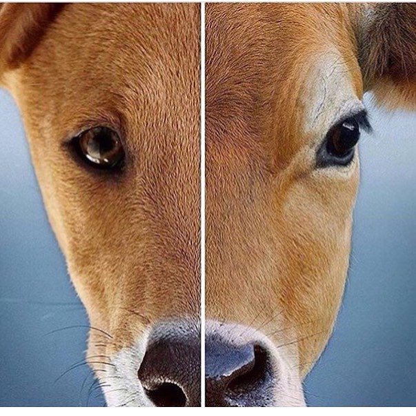 "Our task must be to widen our circle of compassion to include all living creatures"- Albert Einstein. #animalrights