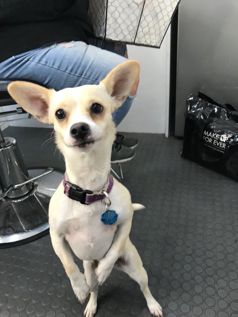 WenLAMakeup's tweet photo. Stirring things up ...
#AgentDaisy is in the #Makeup house this morning. @DogsOfShield1 @AgentsofSHIELD https://t.co/7viuwq6jup
