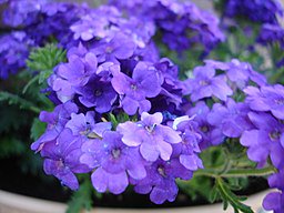 AndyBatcheller's tweet image. Need inspiration?  Want to be on trend?  Here are the 3 Great Ways to Add Spring Color to Your #Landscape handyandyoutdoors.com/blog/top-3-way…