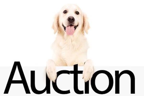 Our Spring Auction Starts TONIGHT! malamutematters.wordpress.com/2018/03/27/our…