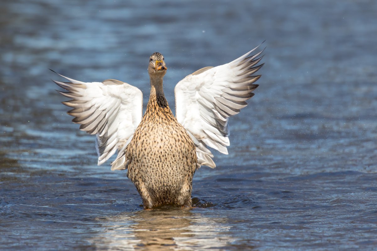 SandySandymsj's tweet photo. Spring happy dance #springisintheair #sunnydays #mallard #NaturePhotography #MyOttawa  #ShareYourWeather  @BlacksWeather https://t.co/2B0mItbbqe