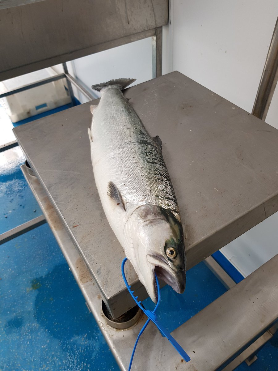 Whitfish Ltd tweet media