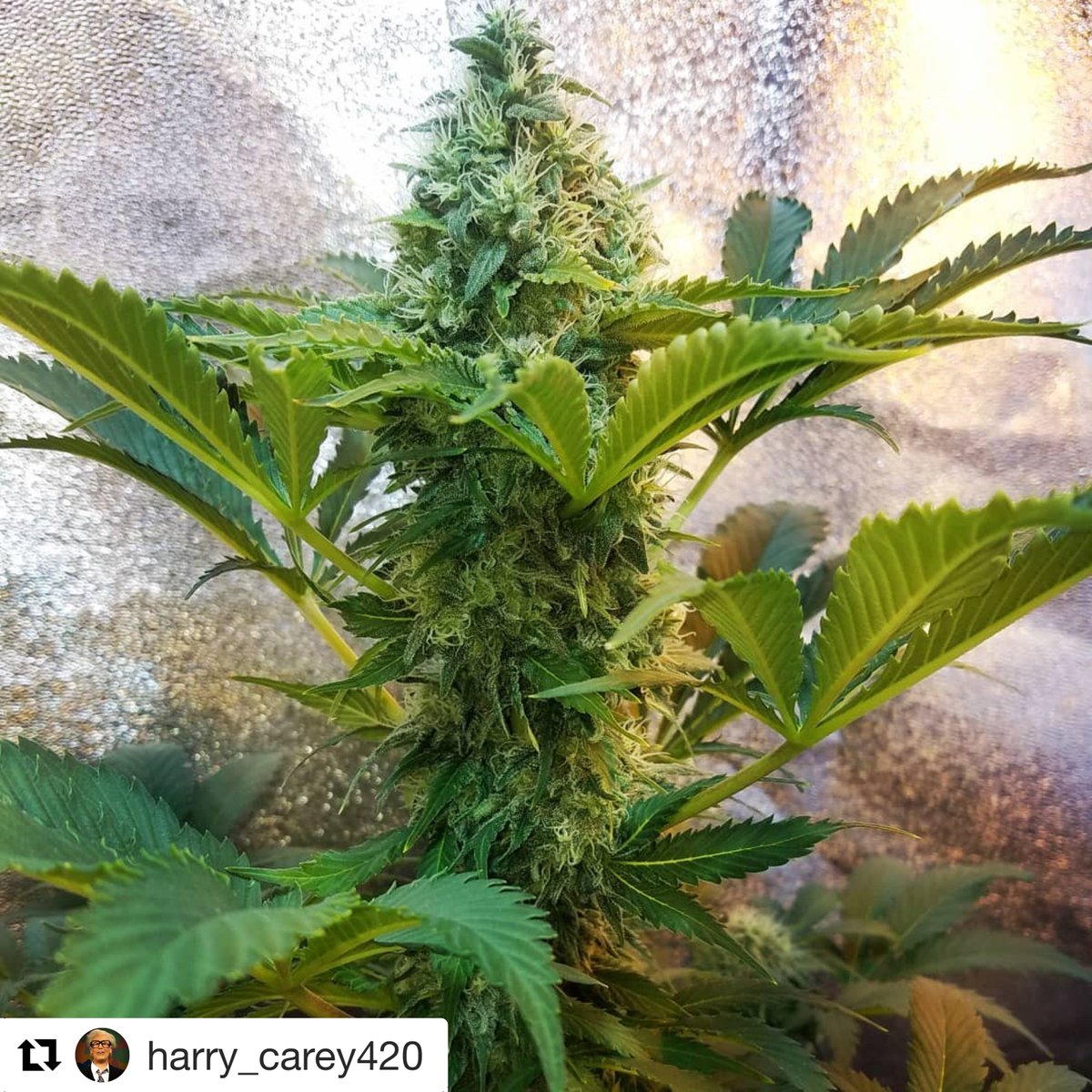 KannabiaSeeds's tweet photo. Muy sabrosa, con matices cítricos característicos de la Diesel original y de efecto relajante, muy suave y duradero ➡ #BCNDIESEL
📸 by harry_carey420
・・・
#kannabiaseeds #bcndiesel 🤓 https://t.co/9oCT5XRGf0