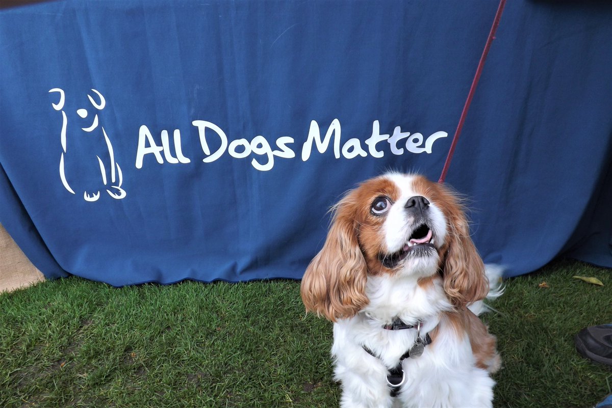 hampsteadhounds's tweet photo. We support @AllDogsMatter find out how you can get involved and help to rehome abandoned dogs #dogs #CharityTuesday #HampsteadLife https://t.co/VS6tYFv59k https://t.co/Pa3XJJtb00