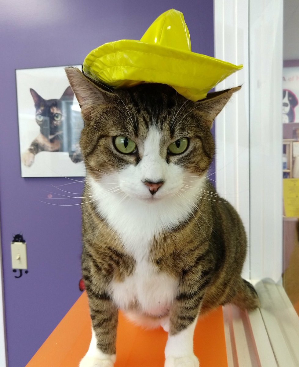 Liam here to introduce #yellowhatsforcats for the SPCA of Hancock County! Support this fabulous group &amp; shop some super cute stuff by using this link: oliverpoons.com/id/spcahc. #animalrescue #CatsofTwitter #adoptable #adoptdontshop