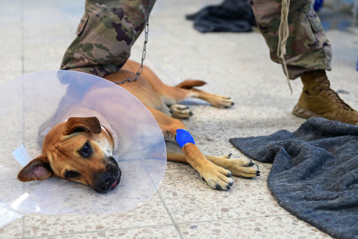 It's not just the people of Honduras our US #Military is taking care of, dogs are getting lifesaving care too from @USArmy #veterinarians. @usnavy_cp has deployed a force to provide humanitarian & medical aid to show #USA's commitment to Central & South America #ContinuingPromise