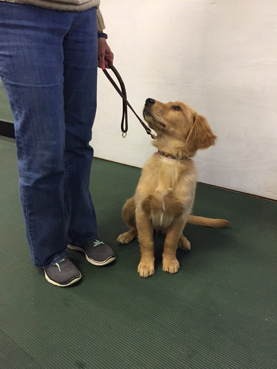 LookWhosHappy's tweet photo. Training’s easier with good treats 😉 #lookwhoshappy https://t.co/vzXuhJwULq