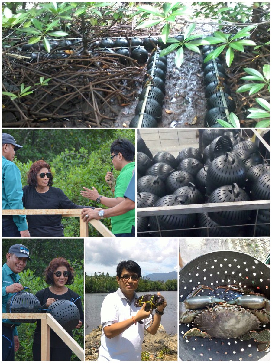 mFish Indonesia (@mfish_id) on Twitter photo Great moment when hard work of eco friendly mangrove crab farming got appreciated by our cool minister ms. <a href="/susipudjiastuti/">Susi Pudjiastuti</a> #crabBowl #crabfarming Great moment when hard work of eco friendly mangrove crab farming got appreciated by our cool minister ms. <a href="/susipudjiastuti/">Susi Pudjiastuti</a> #crabBowl #crabfarming