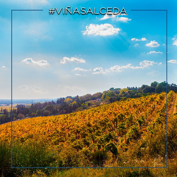El #vino da brillantez a las campiñas, exalta los corazones, enciende las pupilas y enseña a los pies la danza. #enoturismo #vinotime #winelover #viñasalceda #riojaalavesa #salceda #compartesalceda #origen #recuperatuorigen #nature #naturaleza #vuelvealcampo #vida #naturelover