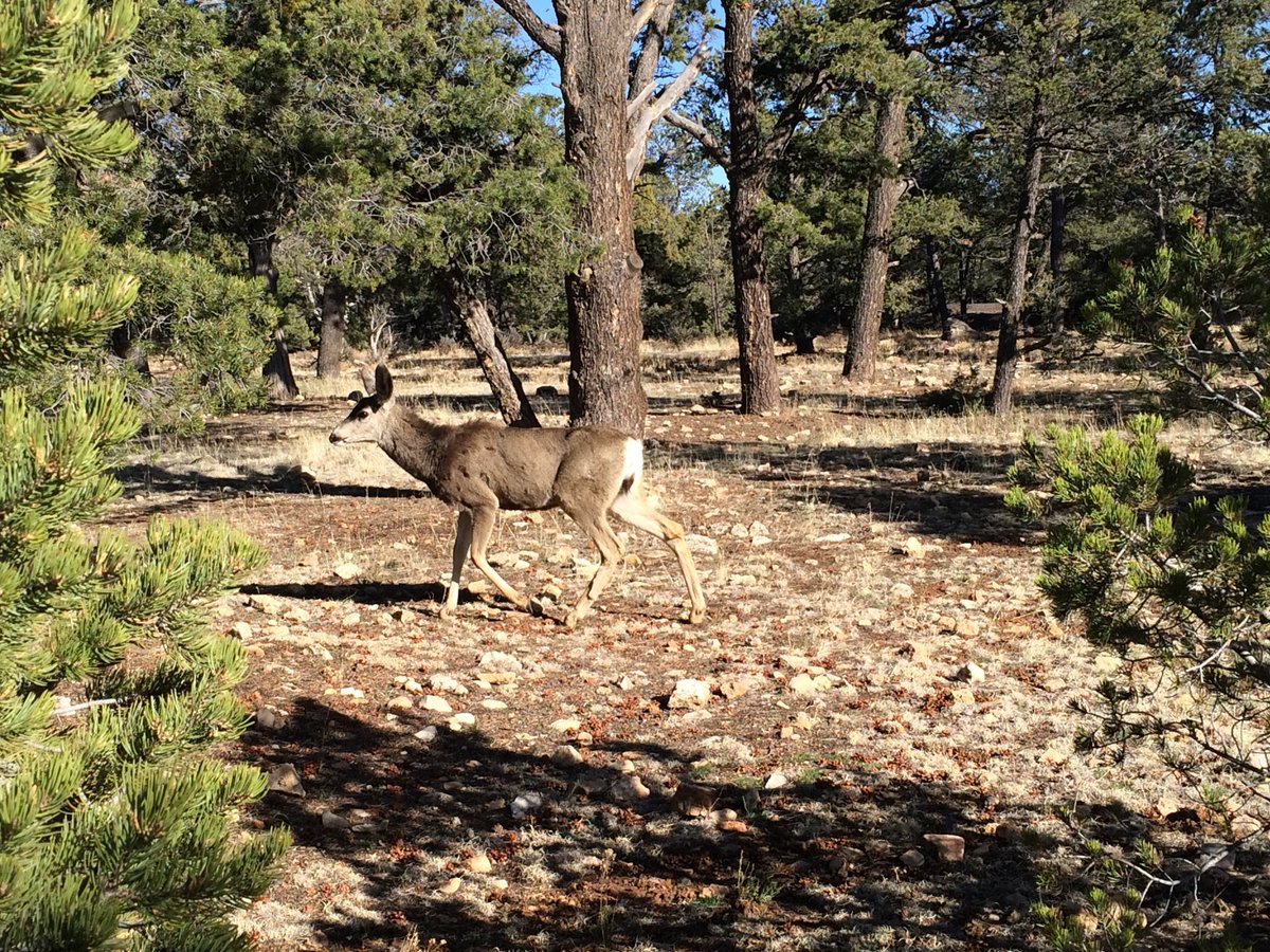 KatBoniface's tweet image. Going from #ASEH2018 to the Grand Canyon was a bit surreal. We saw lots of overly tame wildlife, snow, #andburros