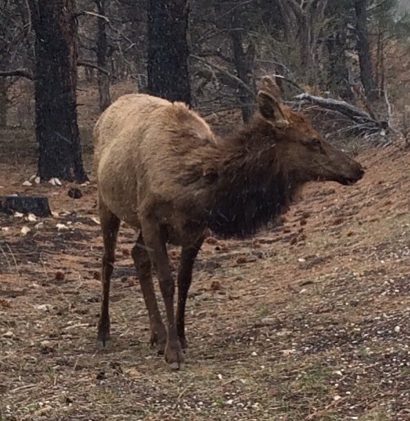 KatBoniface's tweet image. Going from #ASEH2018 to the Grand Canyon was a bit surreal. We saw lots of overly tame wildlife, snow, #andburros