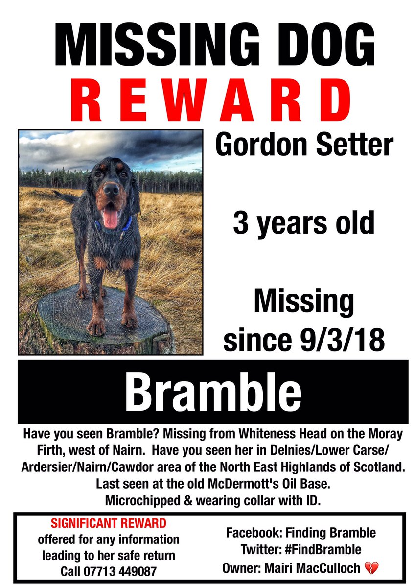 alfiewoofwoof's tweet photo. #FindBramble 
***Day 18 - Still missing ***
Missing from Whiteness Head, Moray Firth, west of Nairn.  Have u seen her in Delnies/Lower Carse/Ardersier/Nairn/Cawdor (N.E Highlands Scotland). Last seen at the old McDermott's Oil Base.
Microchipped &amp; wearing collar with ID. https://t.co/iYFkRHbsAp
