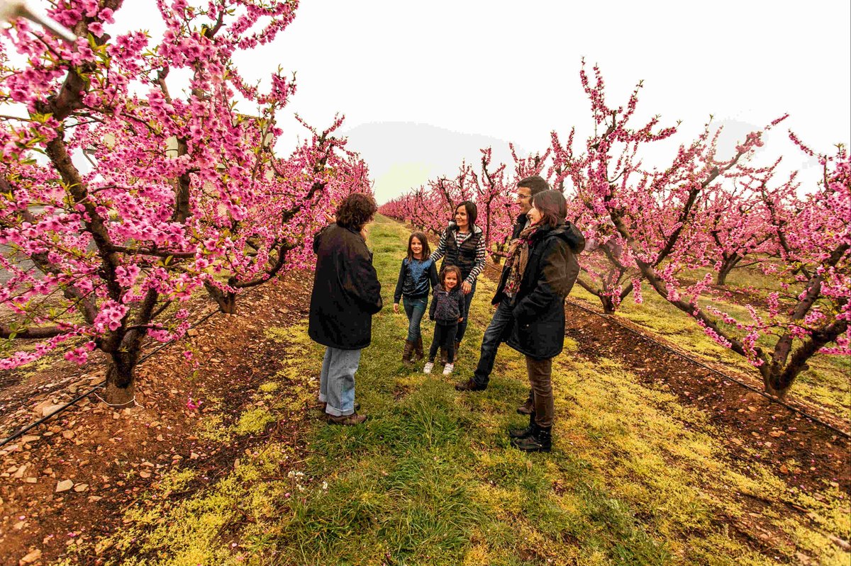 aralleida's tweet photo. Quan passeges pels camps de Lleida en aquesta època de l'any, cada flor és un vers i cada arbre un poema. I és que la primavera i la nostra terra son un binomi perfecte! #ADNLleida #Aralleida #Fruitiscoming #fruiturisme @segriaturisme https://t.co/YCfyZPYPXN