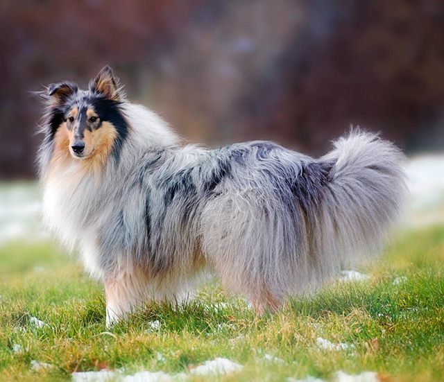 Dusty_R_Collie's tweet photo. FLOOFSPLOSION ๐ฅ ๐ฅ ๐ฅ
#allthefloof #floofinyourface #floofinyourhair #floofinyourhome #megafloof #deathbyfloof #collie #roughcollie #bluemerle #petsofinsta #dogoftheday #dailyflufffeature #weeklyfluff #dogs #lieblingshund #chien #hund #lovemydog #woofโฆ https://t.co/Zn7B71vlEw https://t.co/TCQuu28RBb