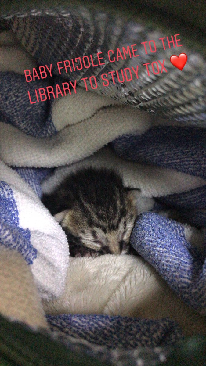 raefinney's tweet photo. Vet school sucks sometimes but I’m in the library rn babysitting a week old kitten so I guess that makes it all worth it https://t.co/skpYL8jLT6