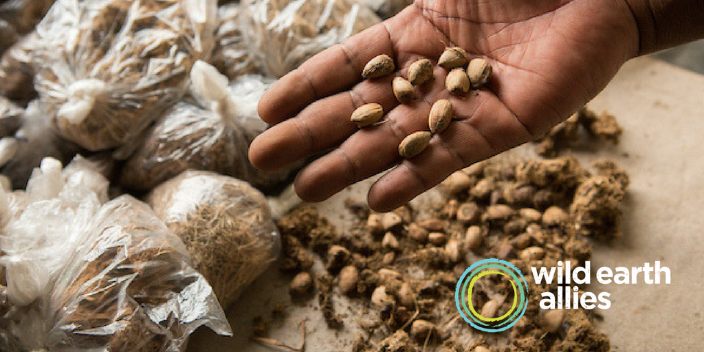 WildEarthAllies's tweet photo. Cultivating seeds found in ape dung is helping restore native forest habitats for apes like #chimpanzees &amp; #Grauersgorillas in #DRC. #PrimateExpertise #conservation #wildnotes https://t.co/2DNwXfbr6I