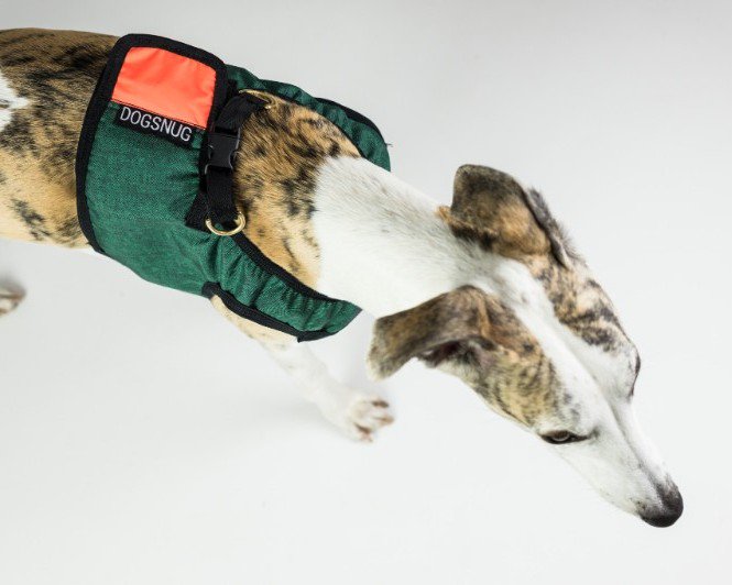 Dogsnug's tweet photo. Spring, are you Here? New Colours for Super Comfy Harness to invite the spring in : ) - https://t.co/kxVVMZgvXm https://t.co/3P6hcQolRy