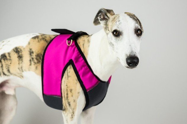 Spring, are you Here? New Colours for Super Comfy Harness to invite the spring in : ) - mailchi.mp/dogsnug/spring…