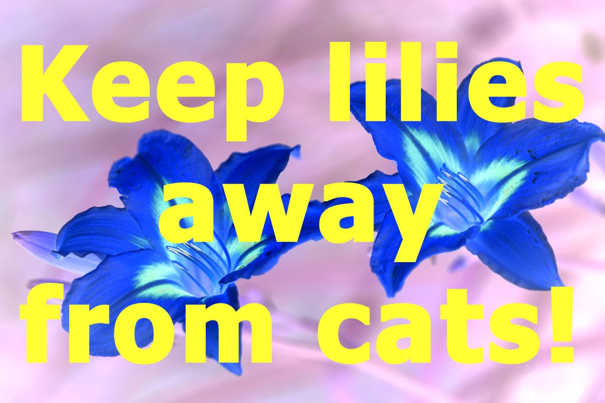We really just can't stress this enough. A single grain of pollen from a lily can poison a cat. Keep lilies out of your home and backyard and share this message to educate others.
buff.ly/2GNAN71 #nationalpoisonpreventionweek  
#cats #SafetyFirst
