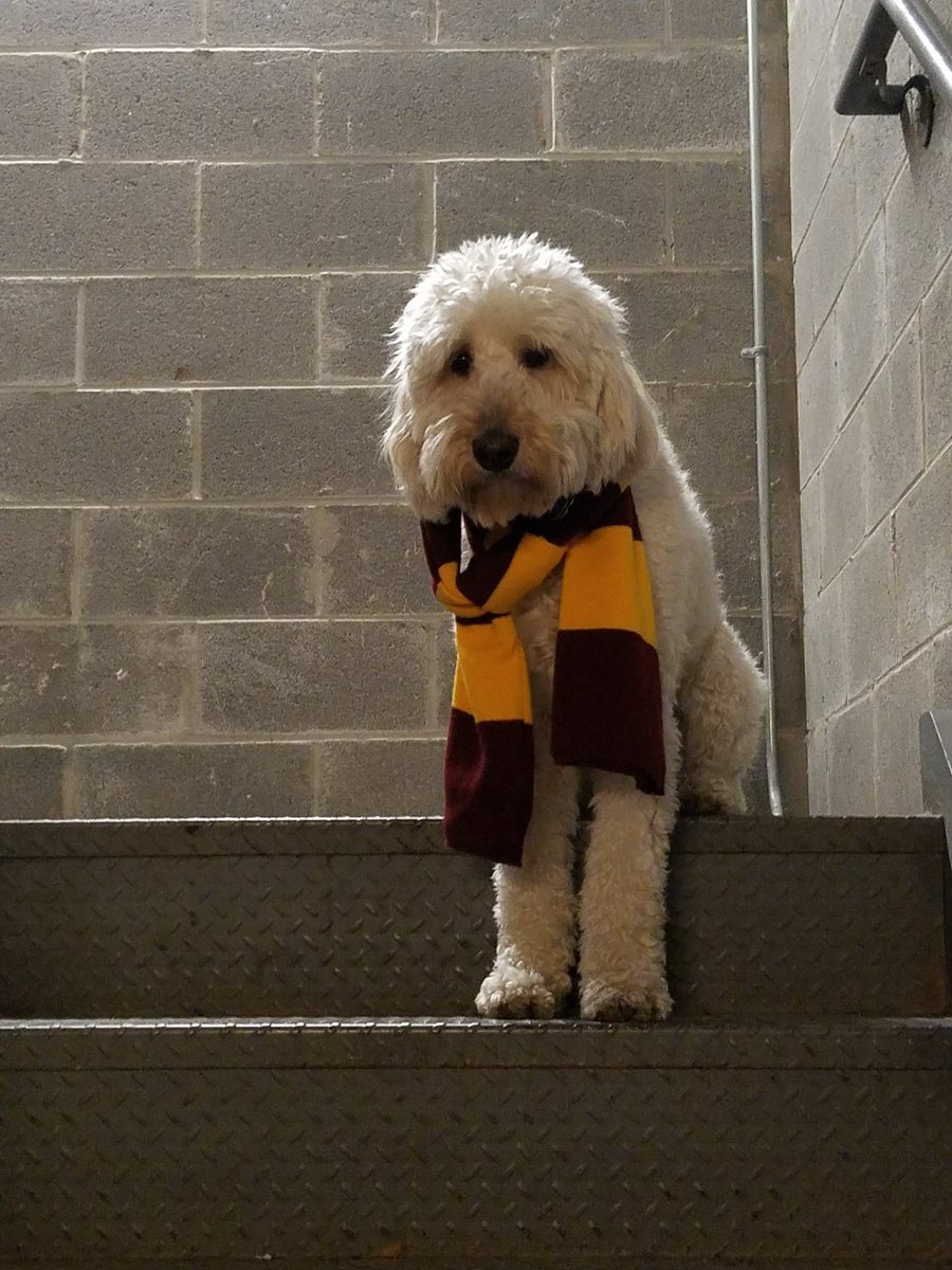 Sister Jean + Hitch + Gryffindor got #CharliePup ready for the #FinalFour #NoFinishLine #RamblerParty