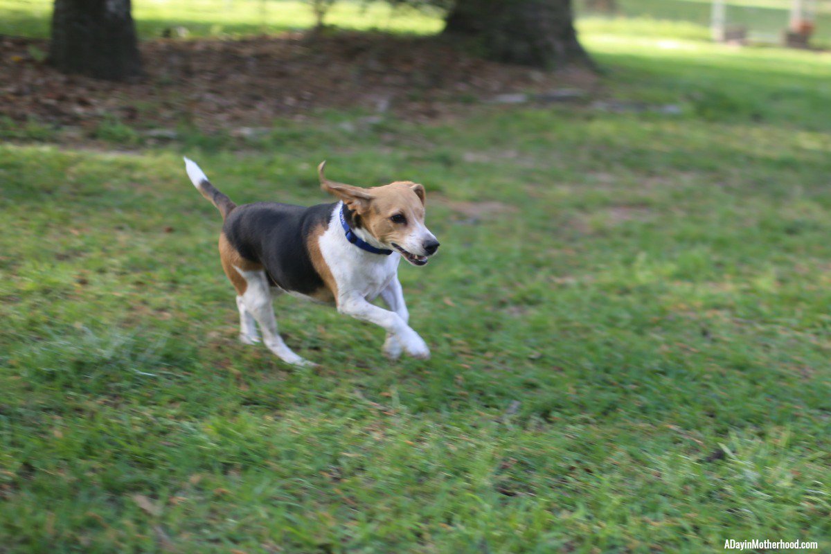 Parentng's tweet photo. Oh my gosh!! My dog Jack got a hold of my computer!!
I may have been replaced in my writing... he's pretty good and pretty convincing. What do you think?
How to Train a Dog to be a Foster Brother by One Eyed Jack
https://t.co/imuCV9oIFI
#DogsofJustRight #ad https://t.co/j56AXRobfZ