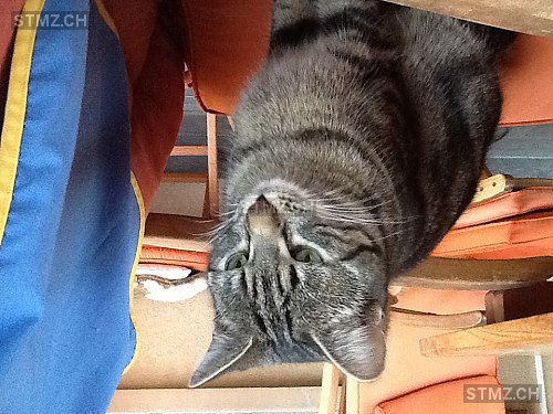 stmz_ch's tweet image. #Katze #gefunden stmz.ch/157290 7302 #Landquart #männlich getigert grau Kurzhaar