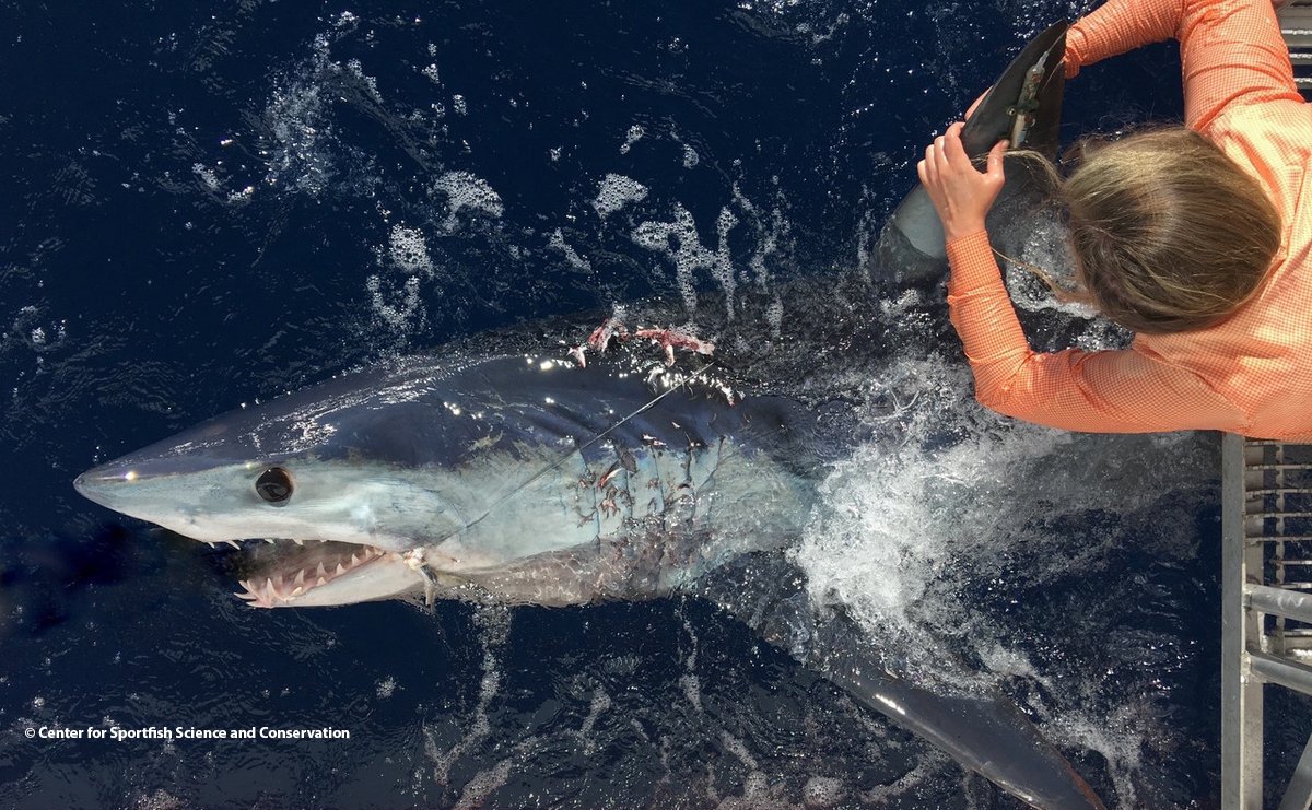Peggy Hughes is the largest Mako ever tagged by the Center for Sportfish Science and Conservation in the northern Gulf of Mexico. We caught up with @Shrkbio, who crawled onto the shark's back and fitted her with a SPOT-258 tag. To learn more read: bit.ly/2IYHhki