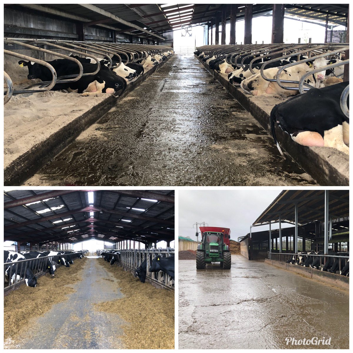 CharlieKingAgri's tweet photo. Great to speak at Grange Farm’s TSDG open day earlier and share our experience of the success journey... #practicalnutrition #fillthemup #liethemdown https://t.co/K1Klv9PqRM