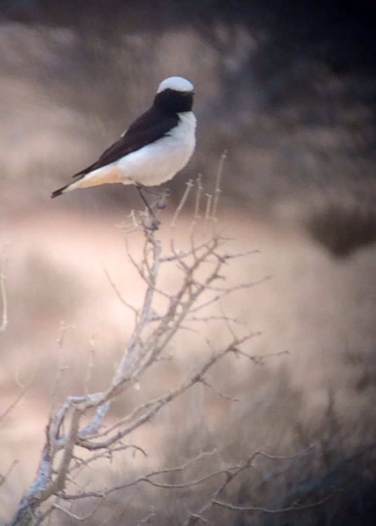 AlanDaviesbirds's tweet photo. My fav Wheatear the Mourning just stunning #Israel #COTF2018 https://t.co/W2b6EuOZxa