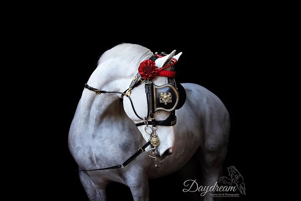 Last week I had a very exciting trip to London - I had been invited to the Royal Mews, Buckingham Palace, to photograph the incredible tack made by the Master Saddlers. 

Here's my absolute favourite photograph from the day - Basil modelling the State Harness! #stylereins