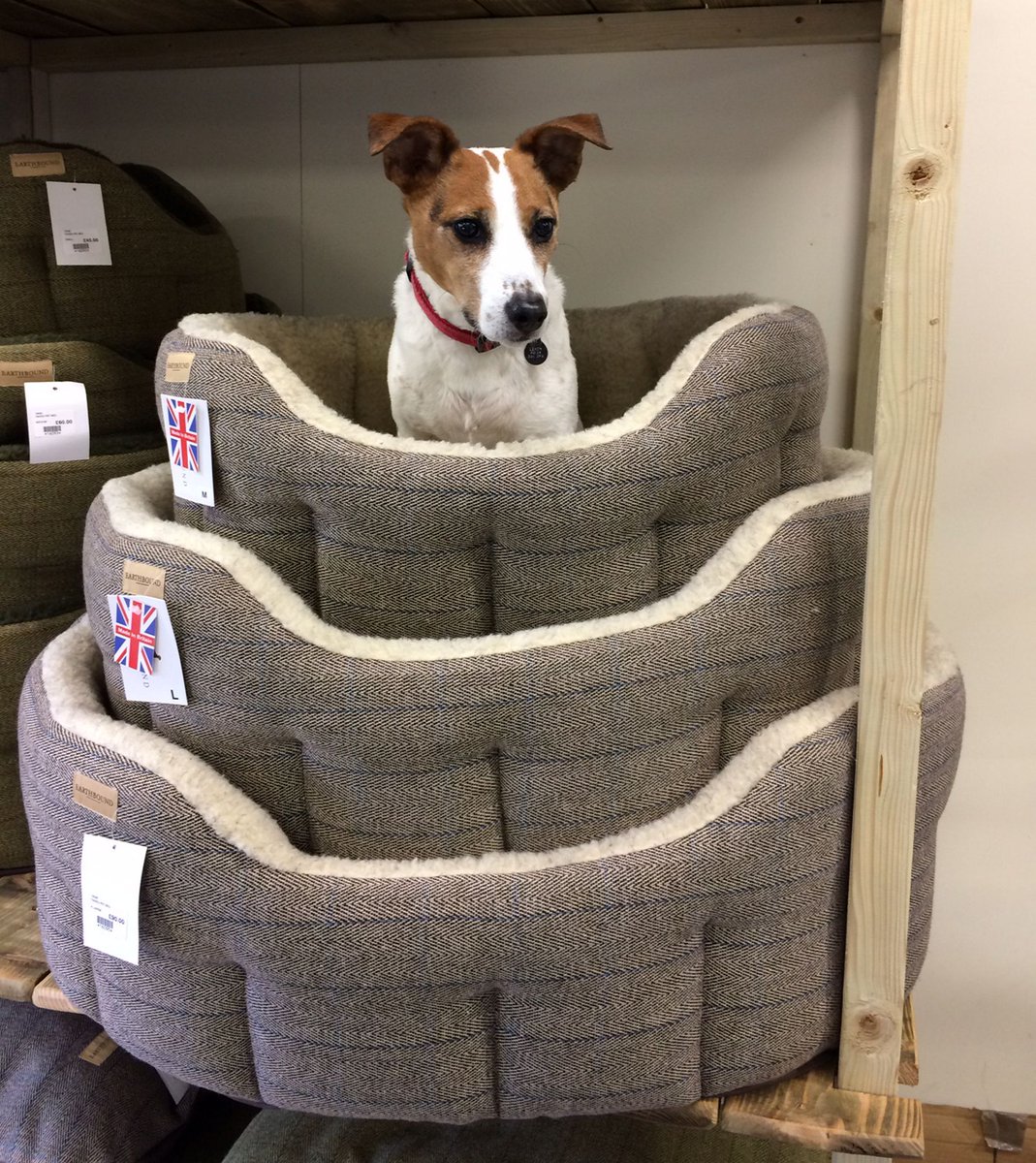 big paws dog bed