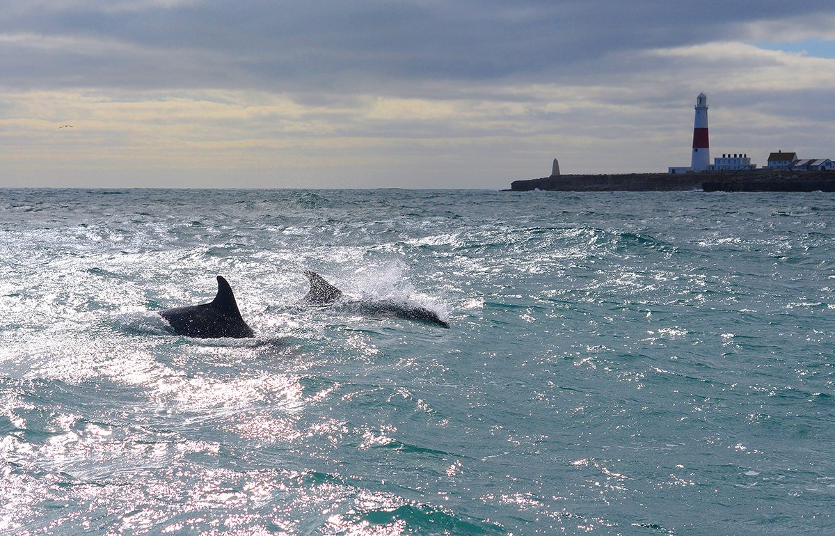 Found our resident pod of bottlenose #dolphins this evening (Tues).  Right in the middle of God Nor race, #Portland #Dorset! I have the bruises to prove it and  almost dropped the camera overboard, but well worth it. #lighthouse #marinelife