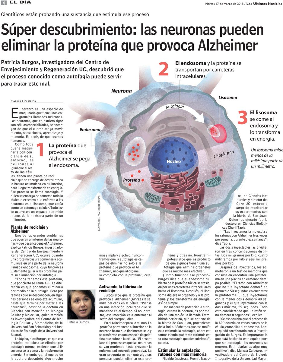 CareChileUC's tweet image. Las Últimas Noticias, LUN, destaca hoy la investigación de los doctores Nibaldo Inestrosa y Patricia Burgos, del Centro UC CARE Chile, acerca de la autofagia, proceso neuronal que podría ayudar a eliminar la proteína que provoca el Alzheimer. Ver en goo.gl/GE7Kee