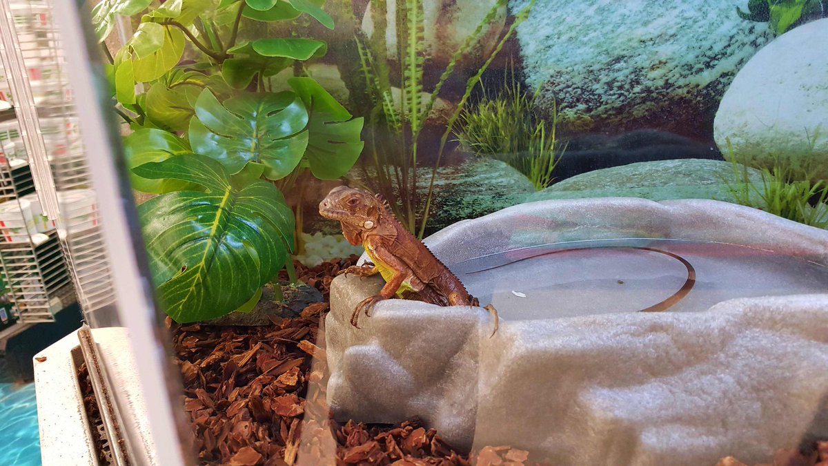 AustinT_9's tweet photo. My attempt to get my mom to finally let me get one of these guys failed, again😳 https://t.co/puYwuj1zef
