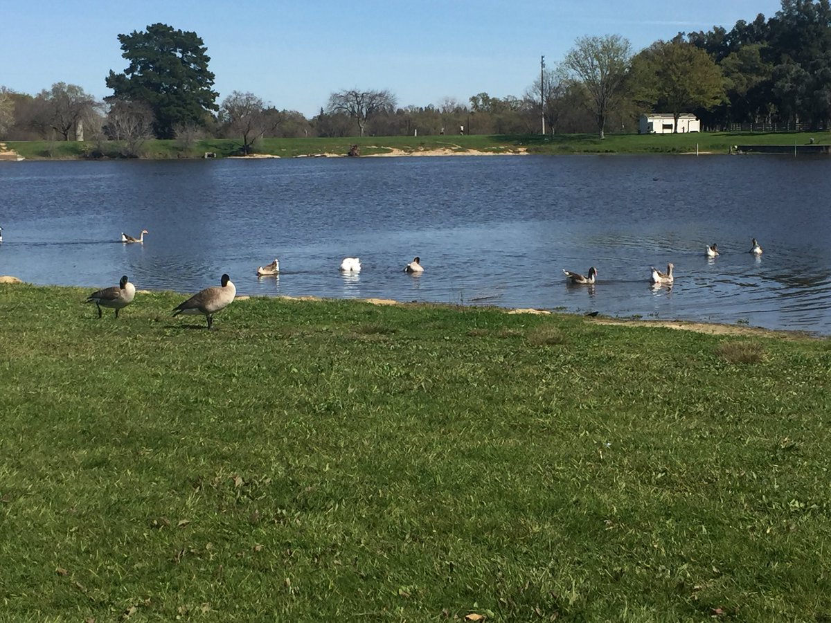 SACMobile11's tweet image. Spending some time at #GibsonRanchPark in #Elverta. #Spingbreak feeding the #Ducks and #Geese