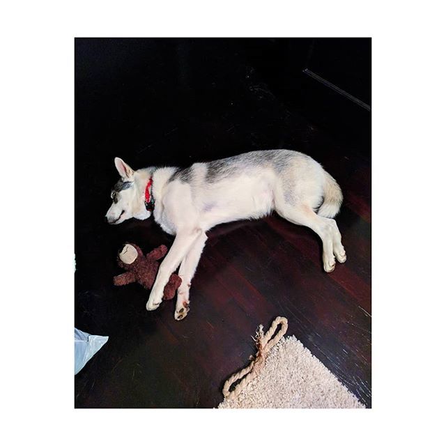 JonJinBae's tweet photo. Just Us Two | Milo And His Bear

#VSCO #VSCOCam #DowntownLongBeach #LongBeach #Husky #Pupper #MiloPaxton #Doggo #DogsOfInstagram #Dog #Puppy https://t.co/S9RcxYXiuo https://t.co/fg5tH6DFMt