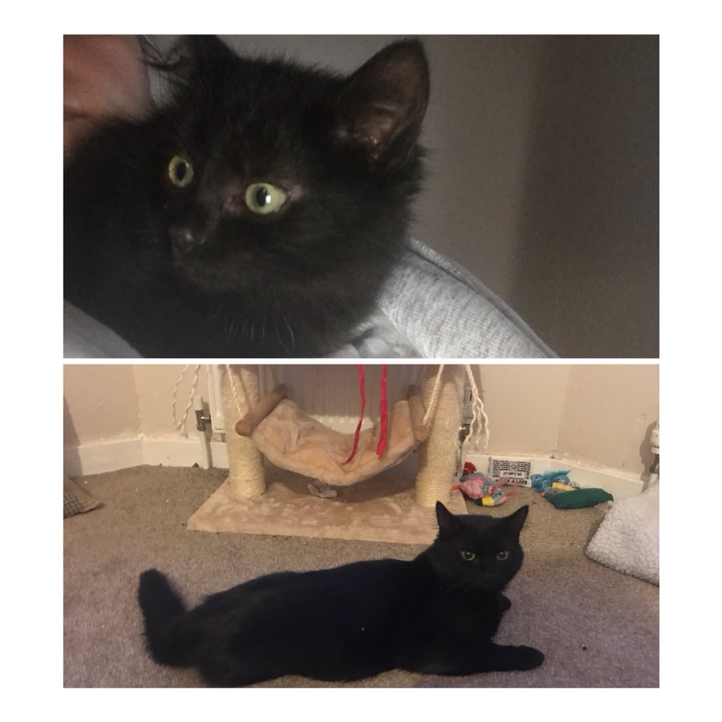 Mushiprop's tweet photo. He’s grown a lot in 5 months #Ilovesheldon #blackcatsoftwitter #blackcats #blackkittens https://t.co/bsVOeFysqC
