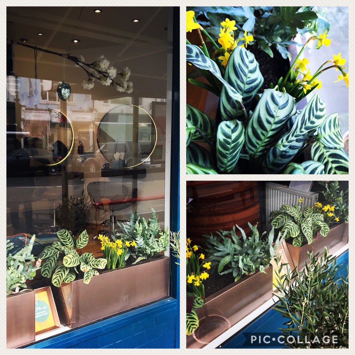 plantingworks's tweet photo. @barnetandbelle today creating their #easter #shopwindow display ๐by replacing the Anthuriums with daffodils, and leaving the fern and prayer plants which still give the #lush feel to the salon #plantingworks #poole #hairdresser #display #shop #salon #plants https://t.co/i6ODsbb2WB